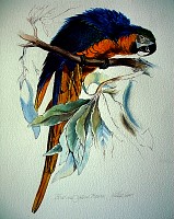 Blue and Gold Macaw, Real Name: Princess
