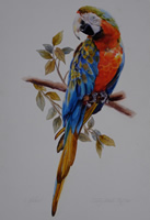 Harlequin Macaw, Real Name: Jolly Red Pepper