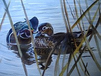 Mallards