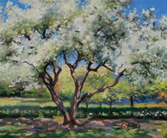 Spring Blossoming Trees