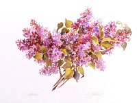 Lilacs