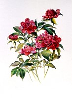 Peonies