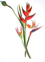 South America Tropical Heliconia BIHAI, Bird of Paradise