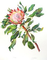 Protea