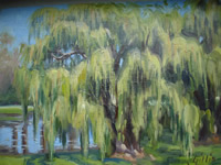 Willow Tree