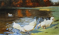 Ducks in Pond